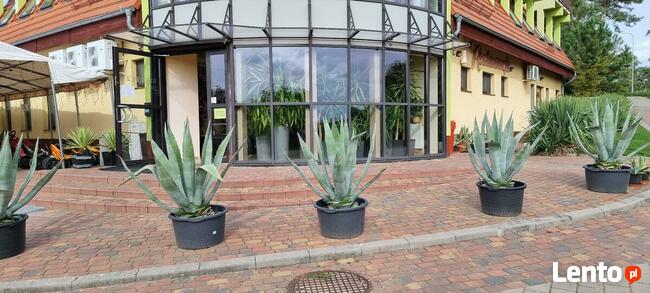 Agawa Amerykańska 100 cm + donica