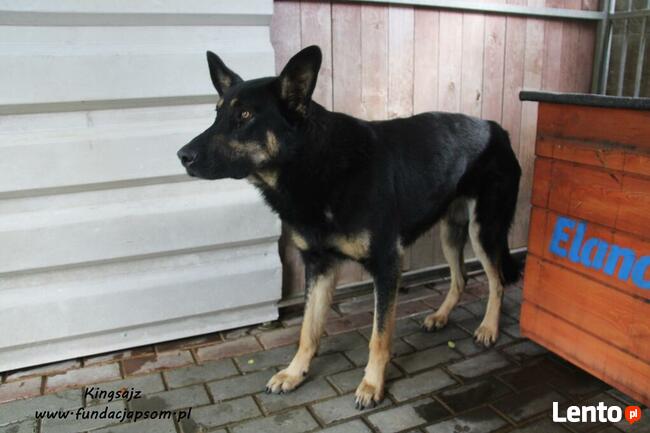 Kingsajz - skromny psiak