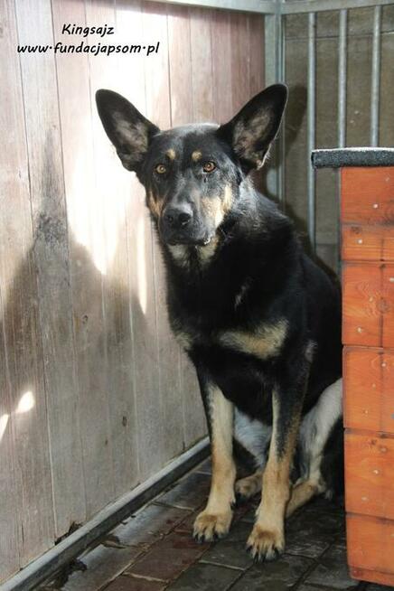 Kingsajz - skromny psiak