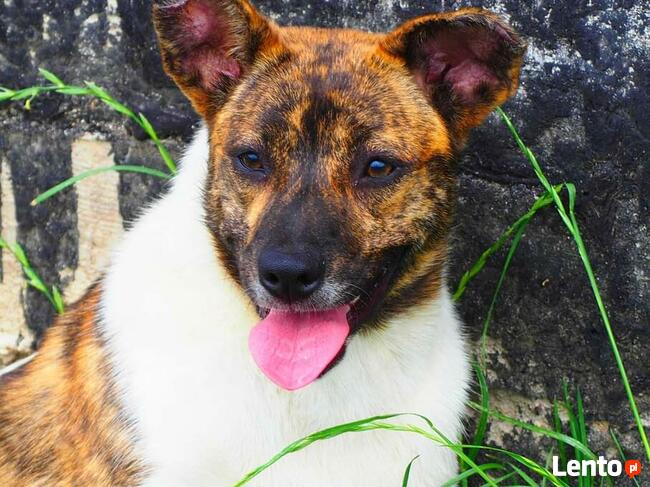 FRASZKA młoda uśmiechnięta sunia szuka PILNIE dobrego domku