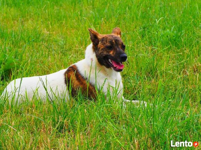 FRASZKA młoda uśmiechnięta sunia szuka PILNIE dobrego domku