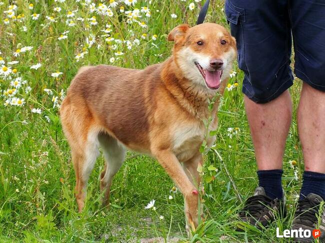 RUDZIK wesoły pogodny psiak BŁAGA o wspaniały domek