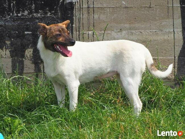 Młoda delikatna sunia szuka domku pełnego miłości