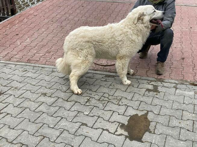Sekcja Psów Tropiacych i Ratowniczych CSPO-Podhale