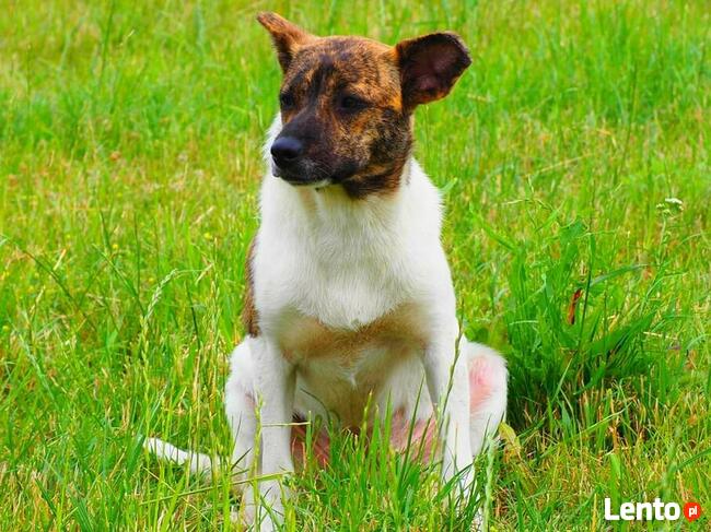Młoda delikatna sunia szuka domku pełnego miłości