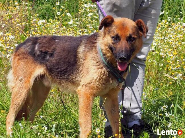 Wesoły ułożony psiak kochający ludzi szuka PILNIE domku
