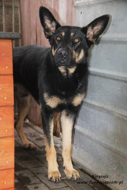 Kingsajz - skromny psiak