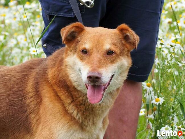 RUDZIK wesoły pogodny psiak BŁAGA o wspaniały domek