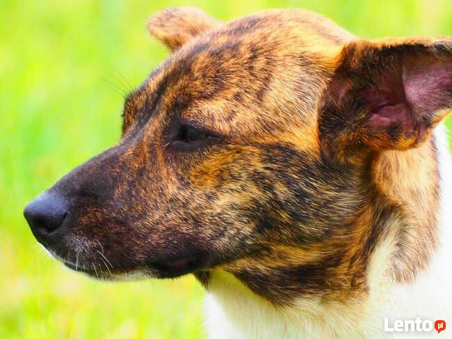 FRASZKA młoda uśmiechnięta sunia szuka PILNIE dobrego domku