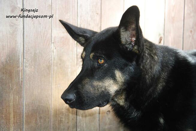 Kingsajz - skromny psiak