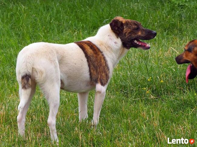 FRASZKA młoda uśmiechnięta sunia szuka PILNIE dobrego domku