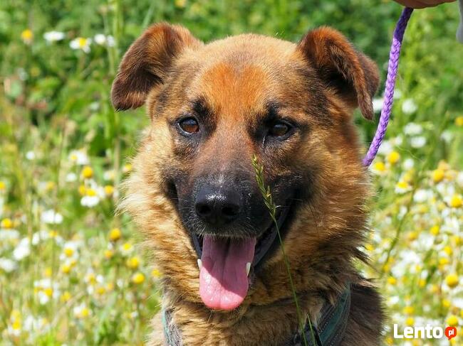 PERU łagodny psiak kochający ludzi nad życie BŁAGA o domek