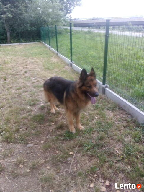 Sekcja Psów Tropiacych i Ratowniczych CSPO-Podhale