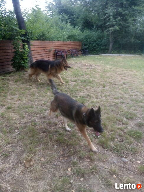 Sekcja Psów Tropiacych i Ratowniczych CSPO-Podhale