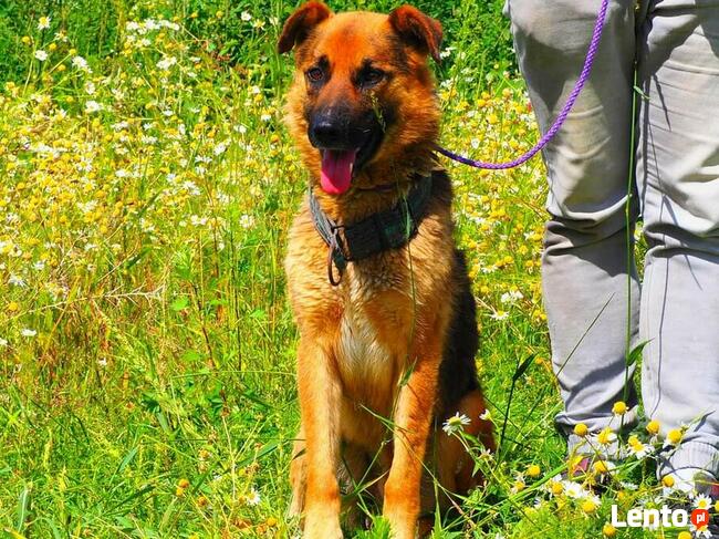 Wesoły ułożony psiak kochający ludzi szuka PILNIE domku