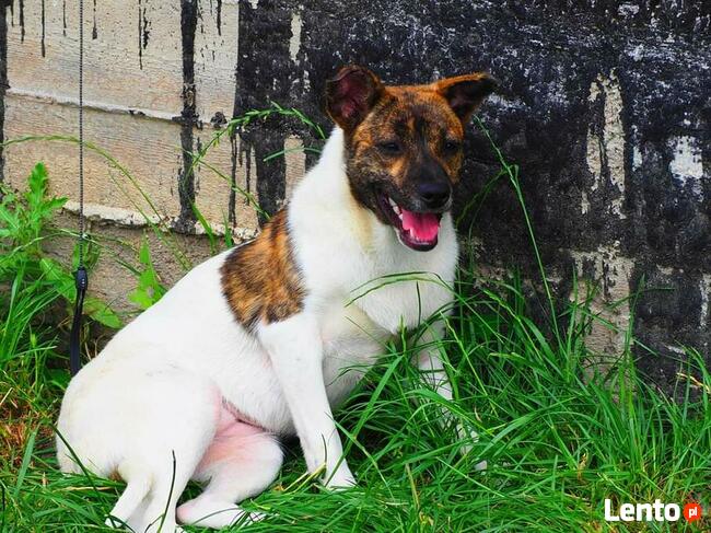 Młoda delikatna sunia szuka domku pełnego miłości