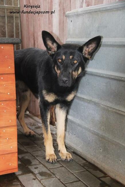 Kingsajz - skromny psiak