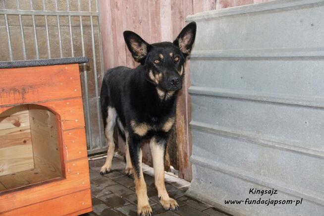 Kingsajz - skromny psiak