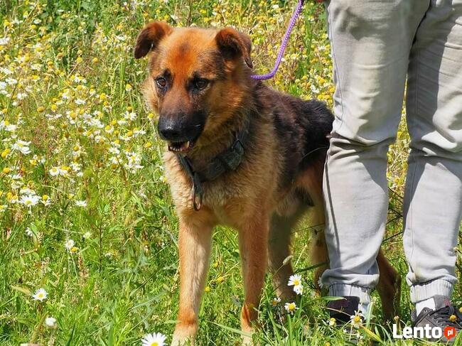 Wesoły ułożony psiak kochający ludzi szuka PILNIE domku