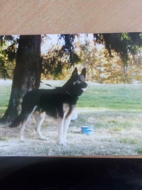 Sekcja Psów Tropiacych i Ratowniczych CSPO-Podhale