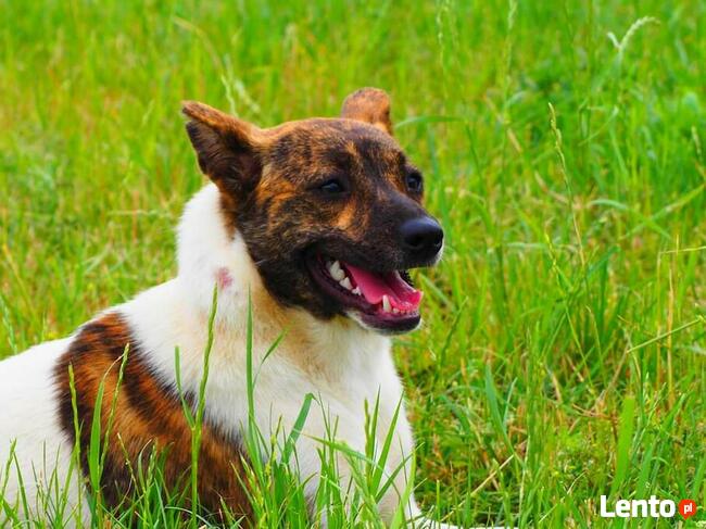 Młoda delikatna sunia szuka domku pełnego miłości