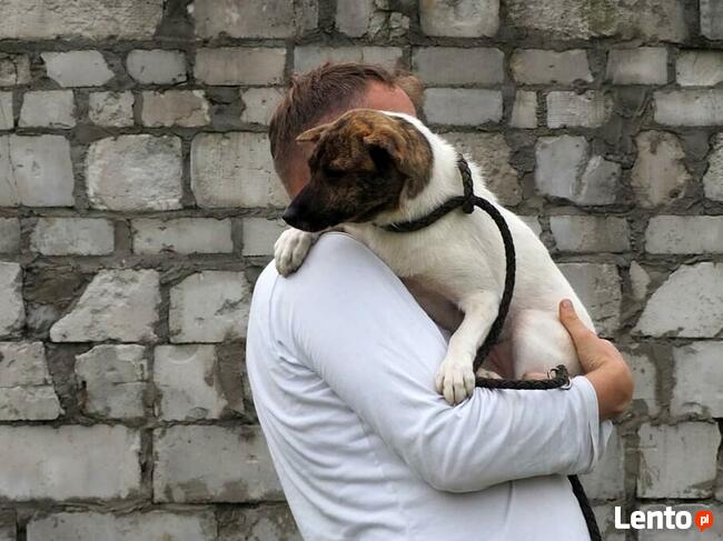 FRASZKA młoda uśmiechnięta sunia szuka PILNIE dobrego domku