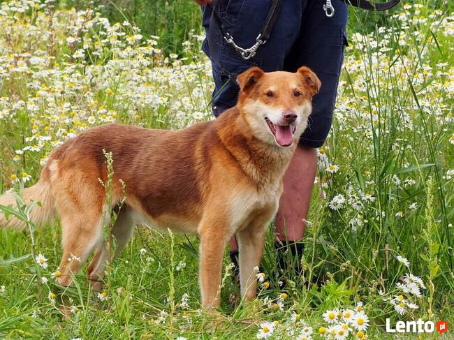 RUDZIK wesoły pogodny psiak BŁAGA o wspaniały domek