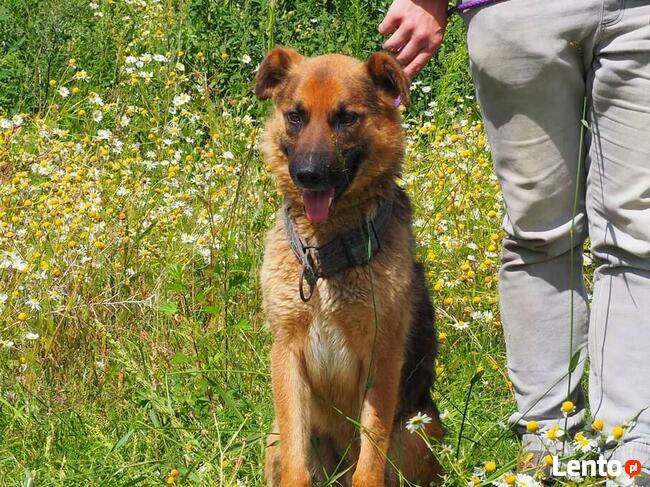 PERU łagodny psiak kochający ludzi nad życie BŁAGA o domek