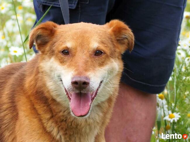 RUDZIK wesoły pogodny psiak BŁAGA o wspaniały domek