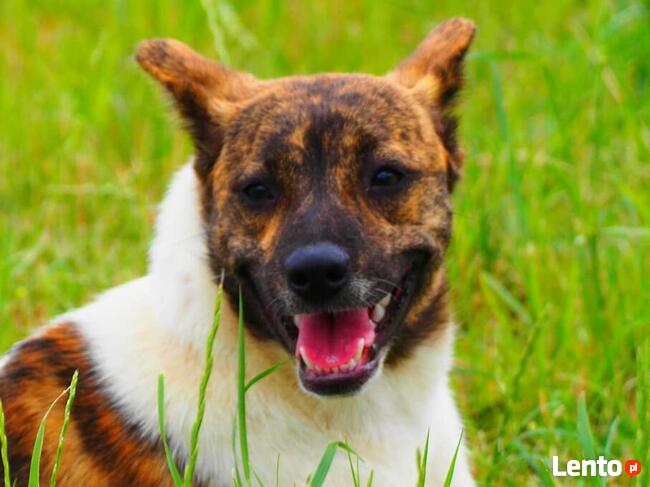 Młoda delikatna sunia szuka domku pełnego miłości