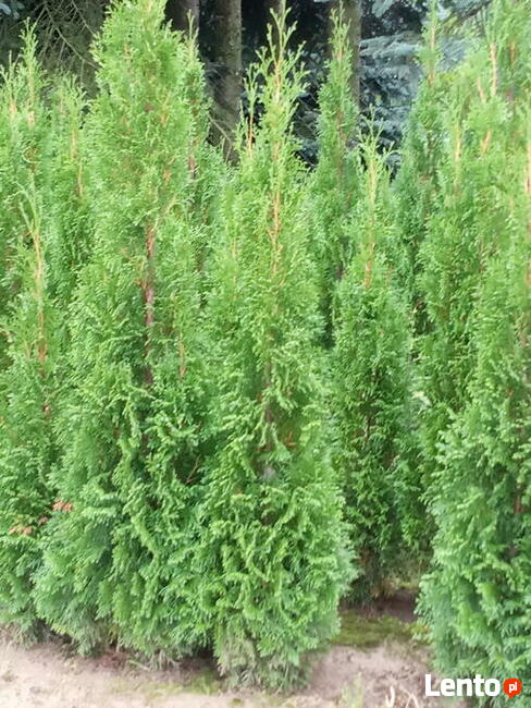 Tuja szmaragdowa