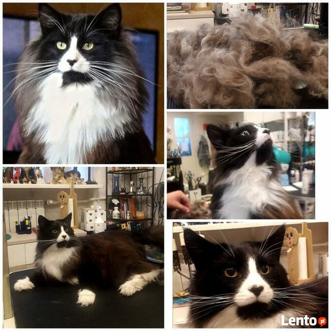 Salon pielęgnacji kotów Hau-Miał Zaprasza.