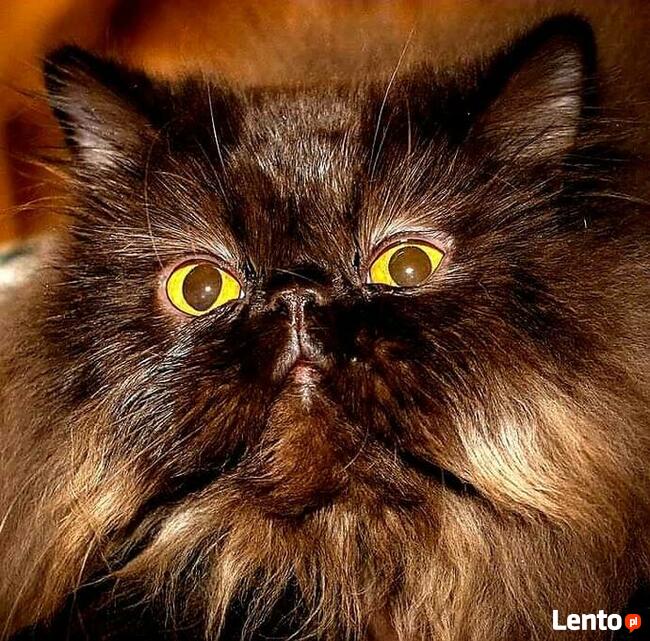 Salon pielęgnacji kotów Hau-Miał Zaprasza.