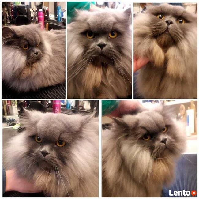 Salon pielęgnacji kotów Hau-Miał Zaprasza.