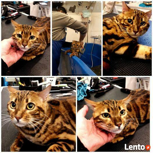 Salon pielęgnacji kotów Hau-Miał Zaprasza.