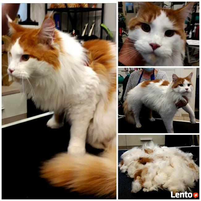 Salon pielęgnacji kotów Hau-Miał Zaprasza.