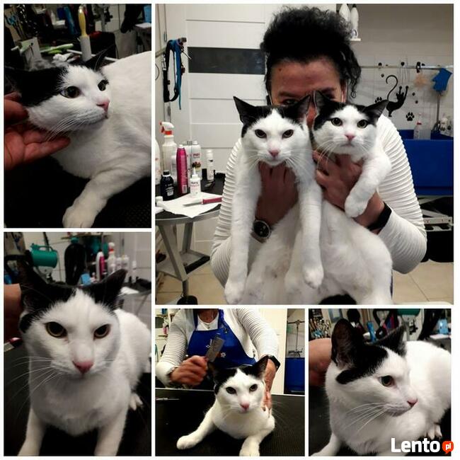 Salon pielęgnacji kotów Hau-Miał Zaprasza.