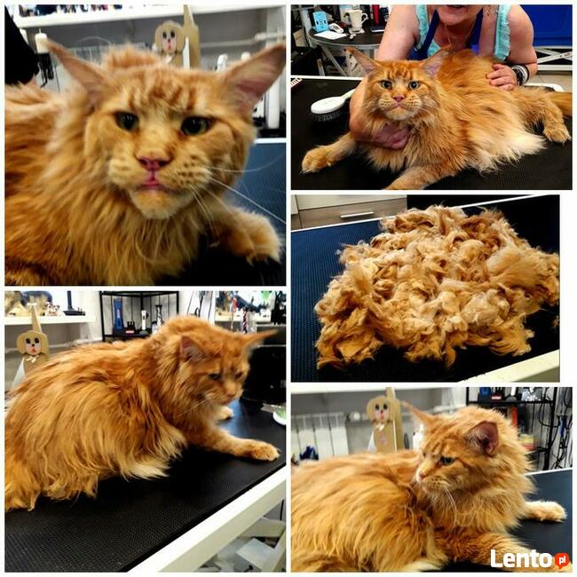 Salon pielęgnacji kotów Hau-Miał Zaprasza.