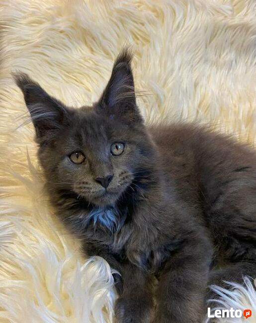 Wspaniałe kocięta maine coon. Raty