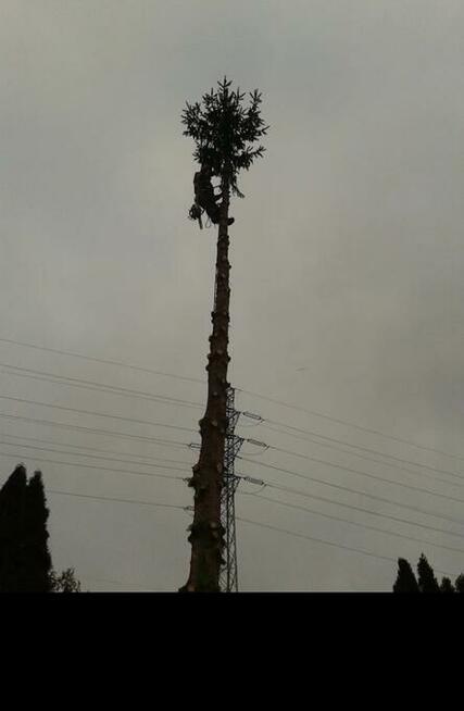 Wycinka drzew, pielęgnacja oraz obsługa terenów zielonych
