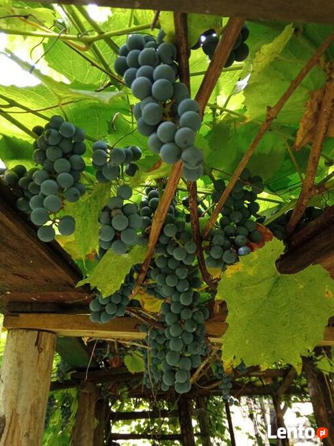 Winogrono Winogrona Ciemne