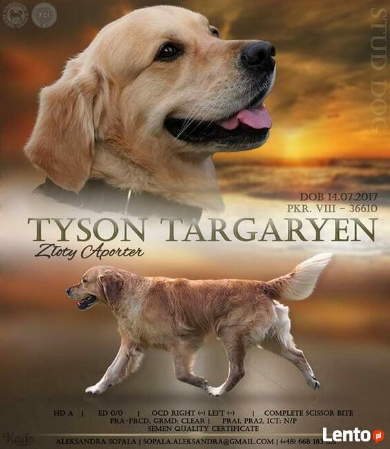 Golden Retriever ZKwP/FCI reproduktor/ krycie / złoty