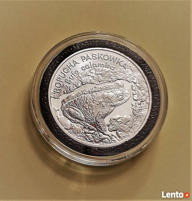20 zł 1998 r. Ropucha Paskówka