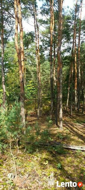 Działka leśna 4000m2 Sulejówek/Długa Szlachecka