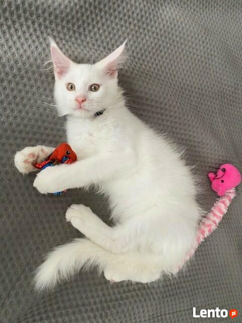 Kot Maine Coon Biały Fpl Fife