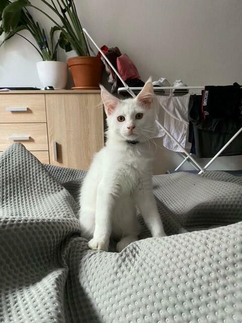 Kot Maine Coon Biały Fpl Fife