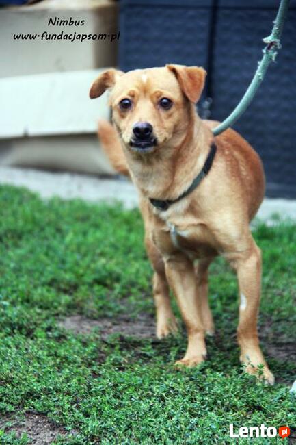 Nimbus - skromny piesek