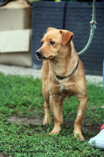 Nimbus - skromny piesek