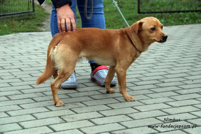 Nimbus - skromny piesek