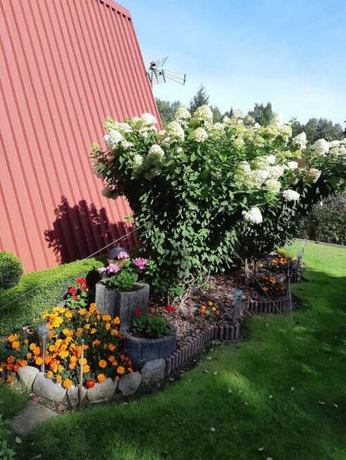 Sprzedam Działkę ROD Przypki k.Warszawy